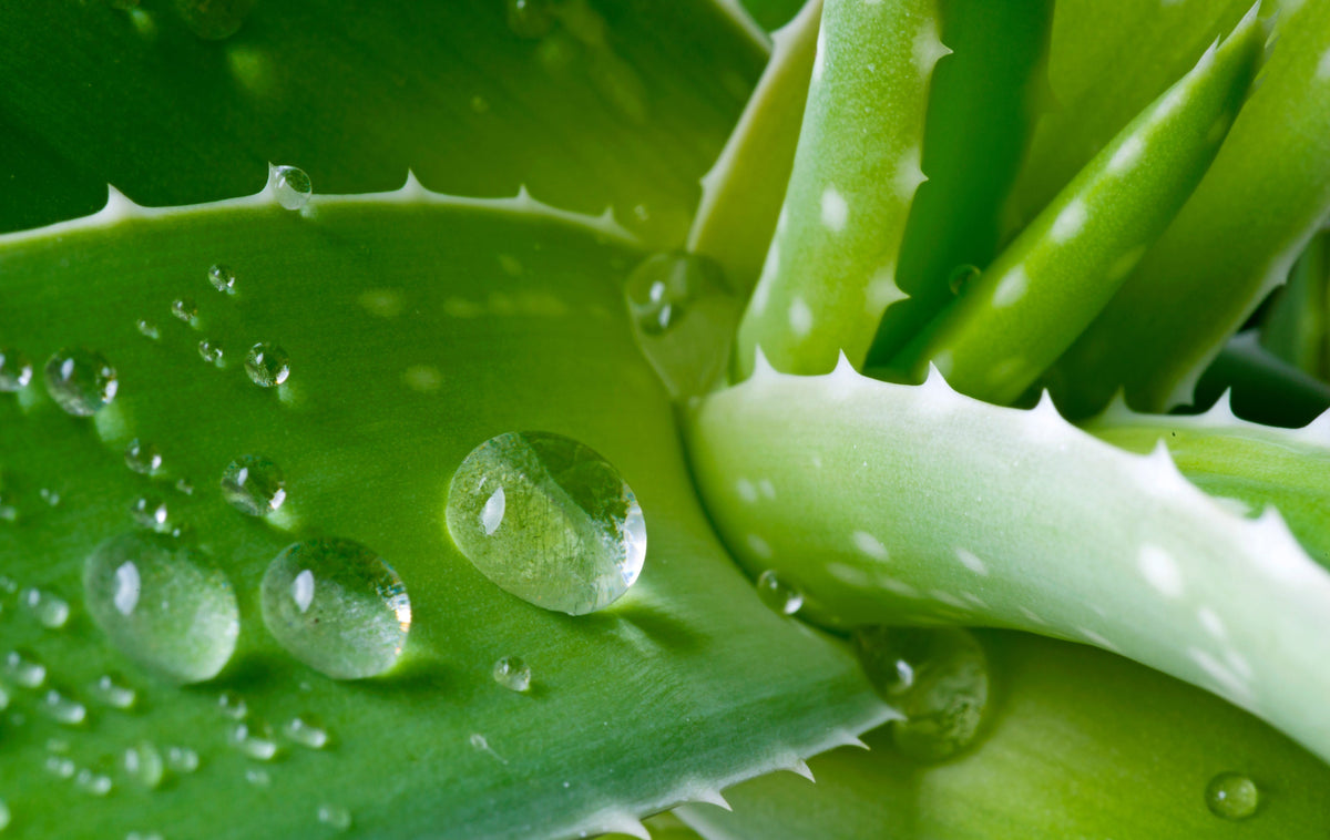 Aloe Vera Benefits for Skin and Hair