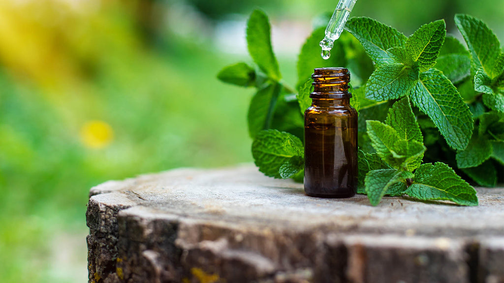 Peppermint Essential Oil Benefits and Uses