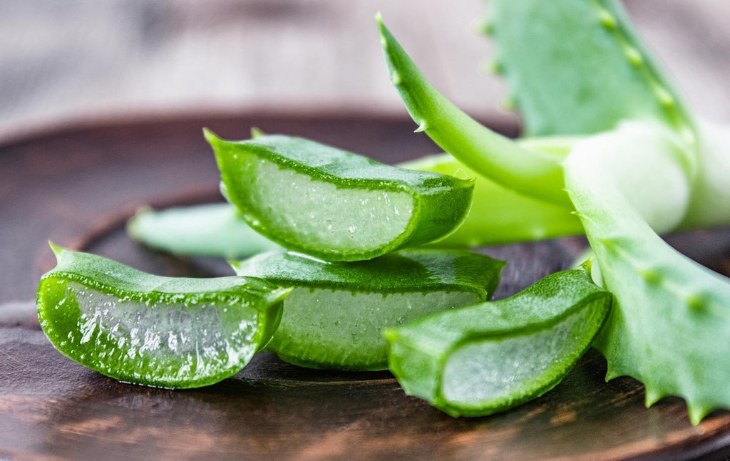 Aloe vera plant